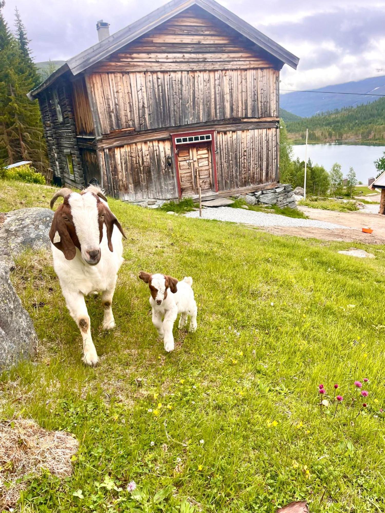 Reinheimen Lodge Skjåk 외부 사진