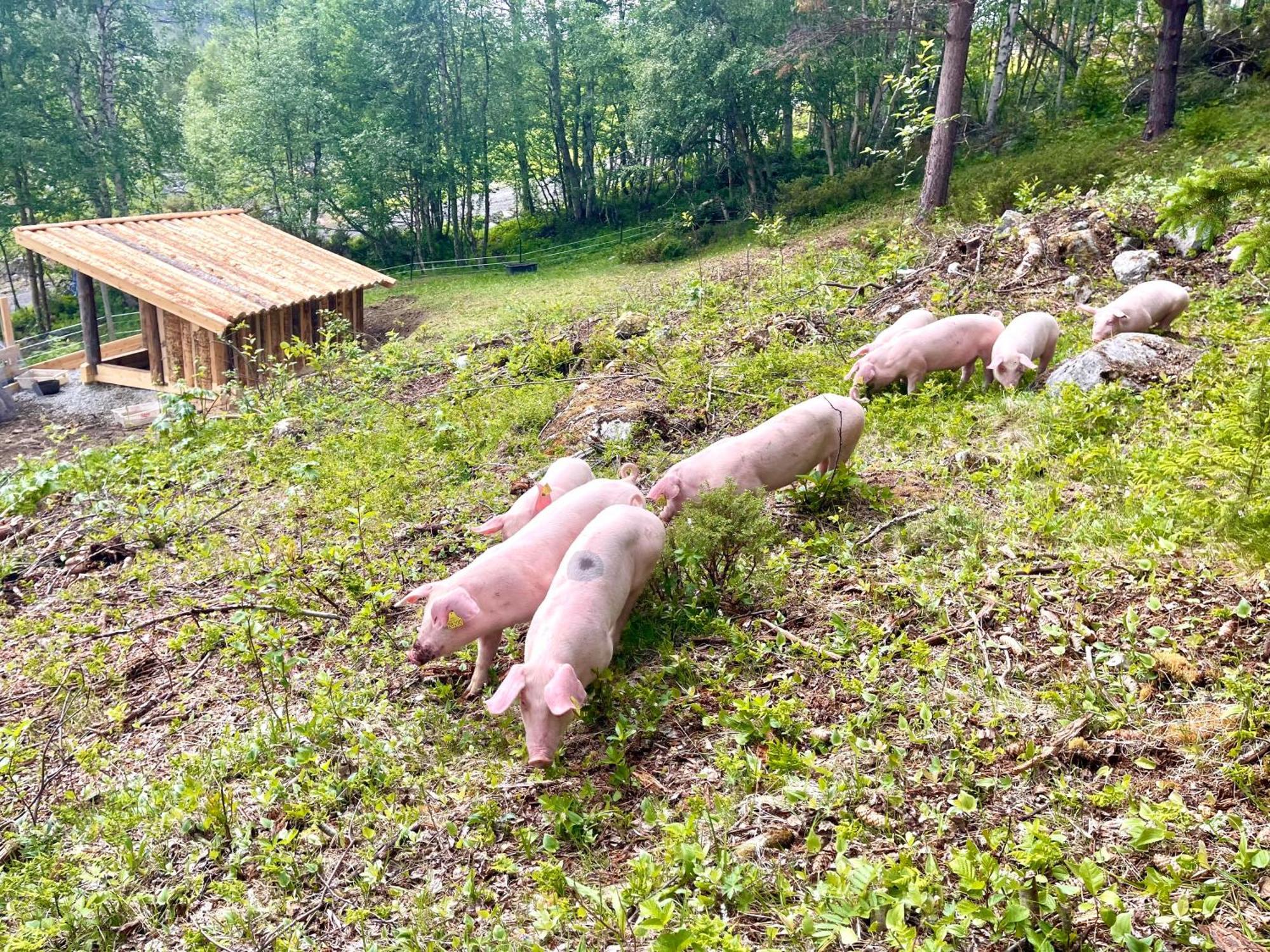 Reinheimen Lodge Skjåk 외부 사진